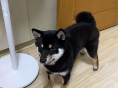-嘉馨宠物医院·CT影像转诊·心脏科·犬猫全科诊疗中心(下沙大学城院区)