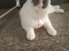 -安安宠医宠物医院·异宠·犬猫内科(岳阳分院)