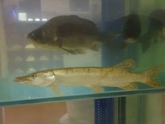 稀鳞硅鱼-煲来饱去冷水鱼
