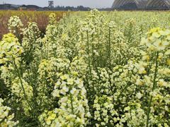 -中国天府农业博览园