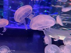 -海合安成都极地海洋公园