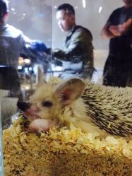 iphone_upload_pic-周忆刺青原创设计定制