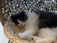 -飞行喵MR PILOT|猫舍·猫咖(静安大融城店)