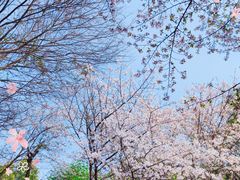 -武汉大学-樱园
