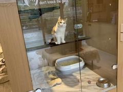 -悠尼宠物·独立低压伊珊娜洗护·美容·寄养(兰谷路店)