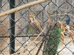 -北京麋鹿生态实验中心