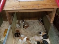 -上海大自然野生昆虫馆(东方明珠·爬宠昆虫探索中心)