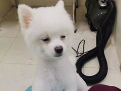 -北京恒爱动物医院(清景园分院)