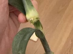 -弗劳尔花艺坊(龙涛店)