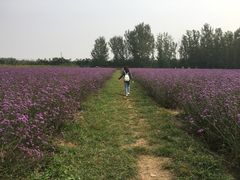 -北京东方普罗旺斯薰衣草庄园