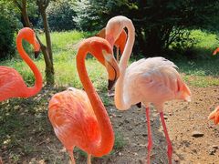 -青岛森林野生动物世界