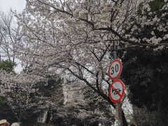 -武汉大学-樱园