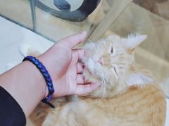 -藏猫猫咖啡主题馆(中央大道店)