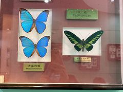 -上海昆虫博物馆