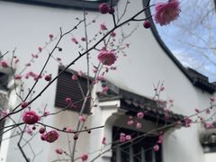 -上海醉白池公园