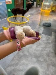 -神奇动物撸宠馆·羊驼·小浣熊·异宠(豫园店)