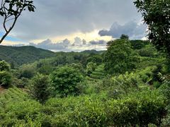 -雁南飞茶田景区