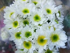 iphone_upload_pic-曲阳花鸟市场(曲阳路店)