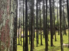 -玉苍山国家森林公园
