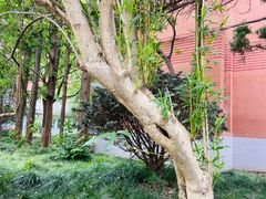 -同济大学(沪西校区)