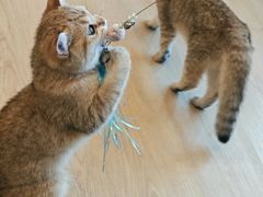 -有喵·猫咖·狗咖·30几只猫10只小狗(岗厦店)