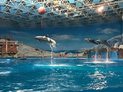 -海合安青岛极地海洋公园