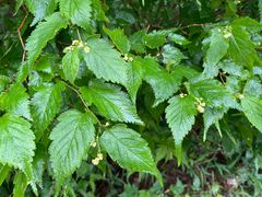 -庐山风景区花径公园