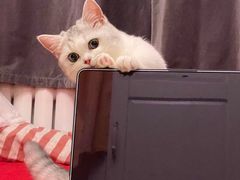 -猫大福·Fortune Cat猫舍(百子湾店)