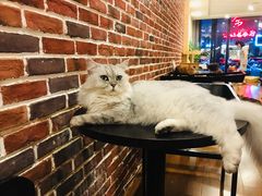 -猫友咖啡店(玉林西路店)