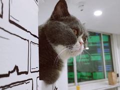 -白夜2D咖啡馆