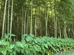 -同里国家湿地公园