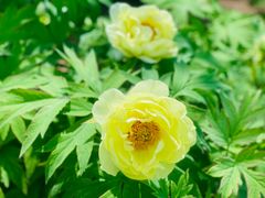 -洛阳市隋唐城遗址植物园