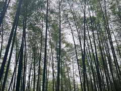 -蜀南竹海景区