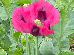 -国家植物园南园