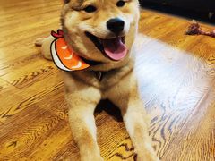 -柴务处·柴犬主题狗咖