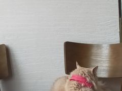 -蓝鲸·缅因猫舍
