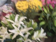 -长宁东道花卉宠物市场