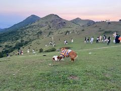 -大姆山草场