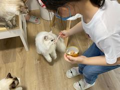 -李小姐の猫咖啡馆(五角场店)