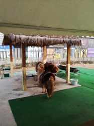 -萌宠亲子动物乐园(槐房万达店)