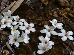-田心森林公园