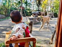 -上海野生动物园老虎餐厅
