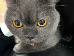 -宠颐生猫科·内科皮肤科(西平世纪城店)