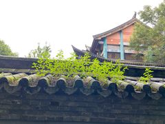 -阿鹏故事云南野生菌火锅(人民路店)
