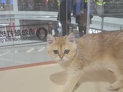 -三花喵·撸猫购宠·宠物生活馆(虹桥南丰城店)