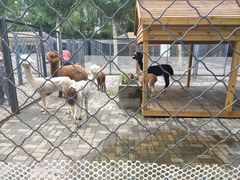 -长白岛森林公园