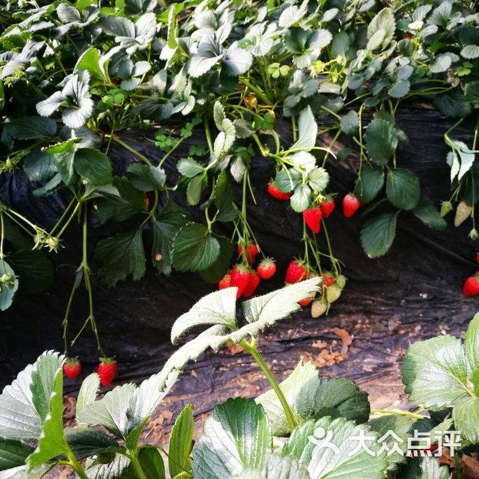 绿苑莓香草莓樱桃采摘中心