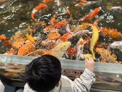 -上海大自然野生昆虫馆(东方明珠·爬宠昆虫探索中心)