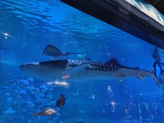 -烟台海昌鲸鲨海洋公园