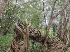-中国科学院西双版纳热带植物园